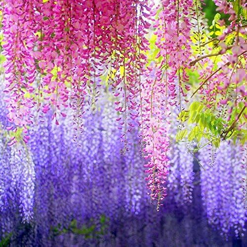 DearHouse 12 Pack Artificial Wisteria Vine Hanging Garland Pink