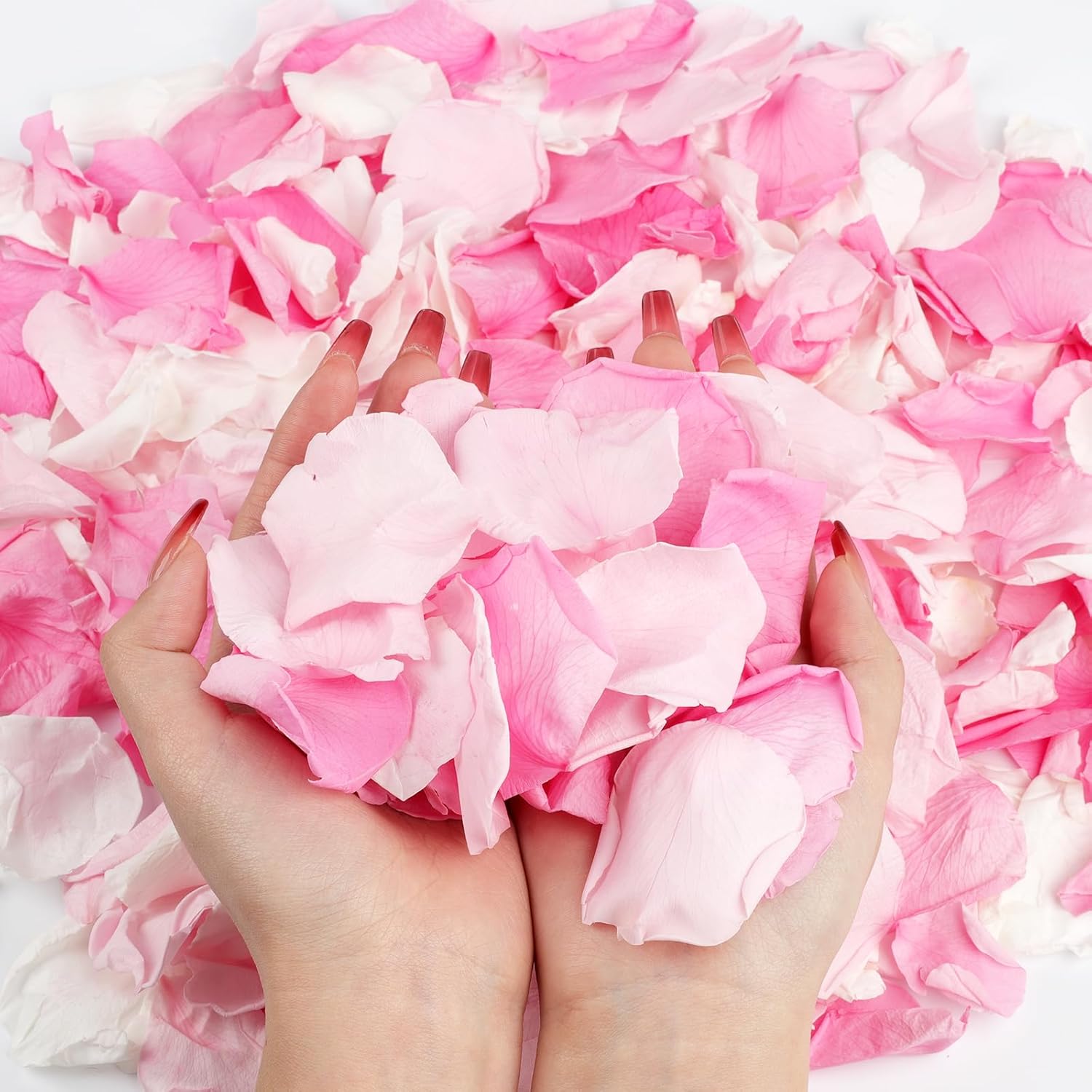 240 PCS Real Pink White Rose Petals Confetti for Wedding